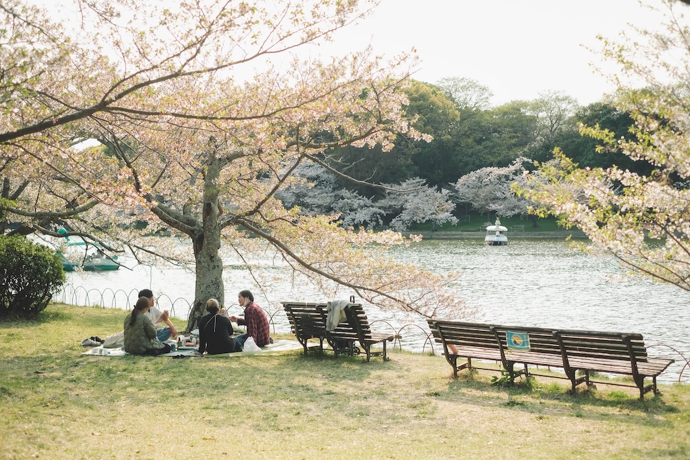 2025明石公園 櫻花4