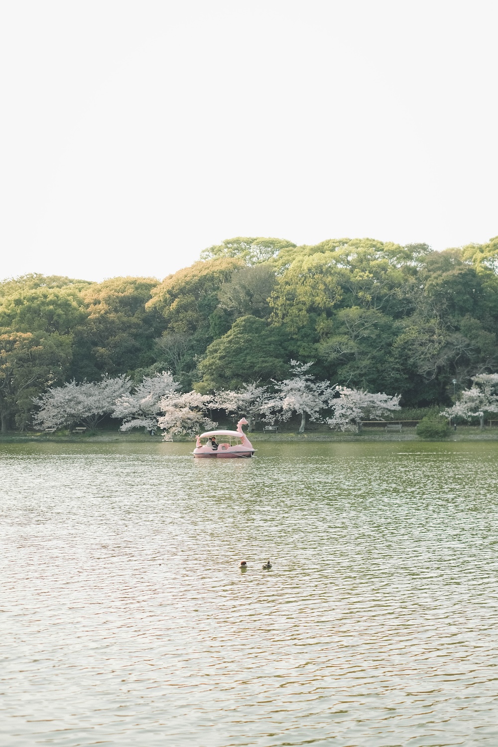 2025明石公園 櫻花5