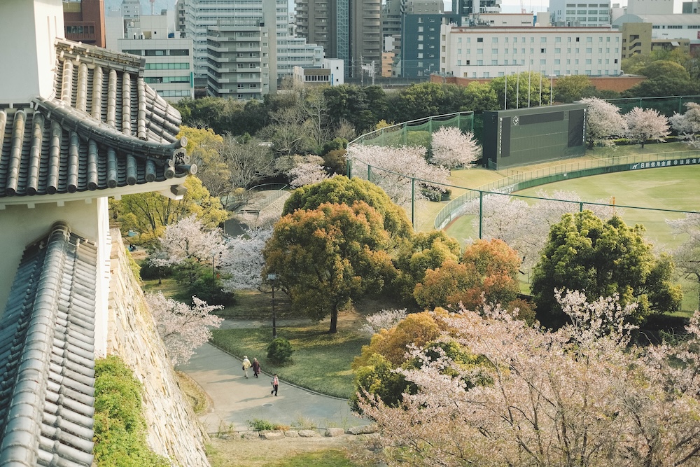 2025明石公園 櫻花6