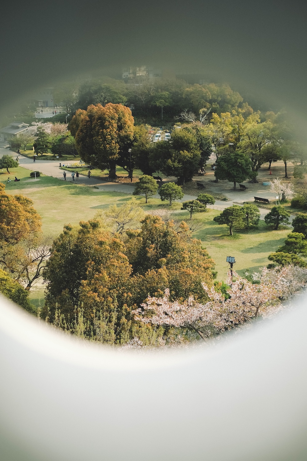 2025明石公園 櫻花7