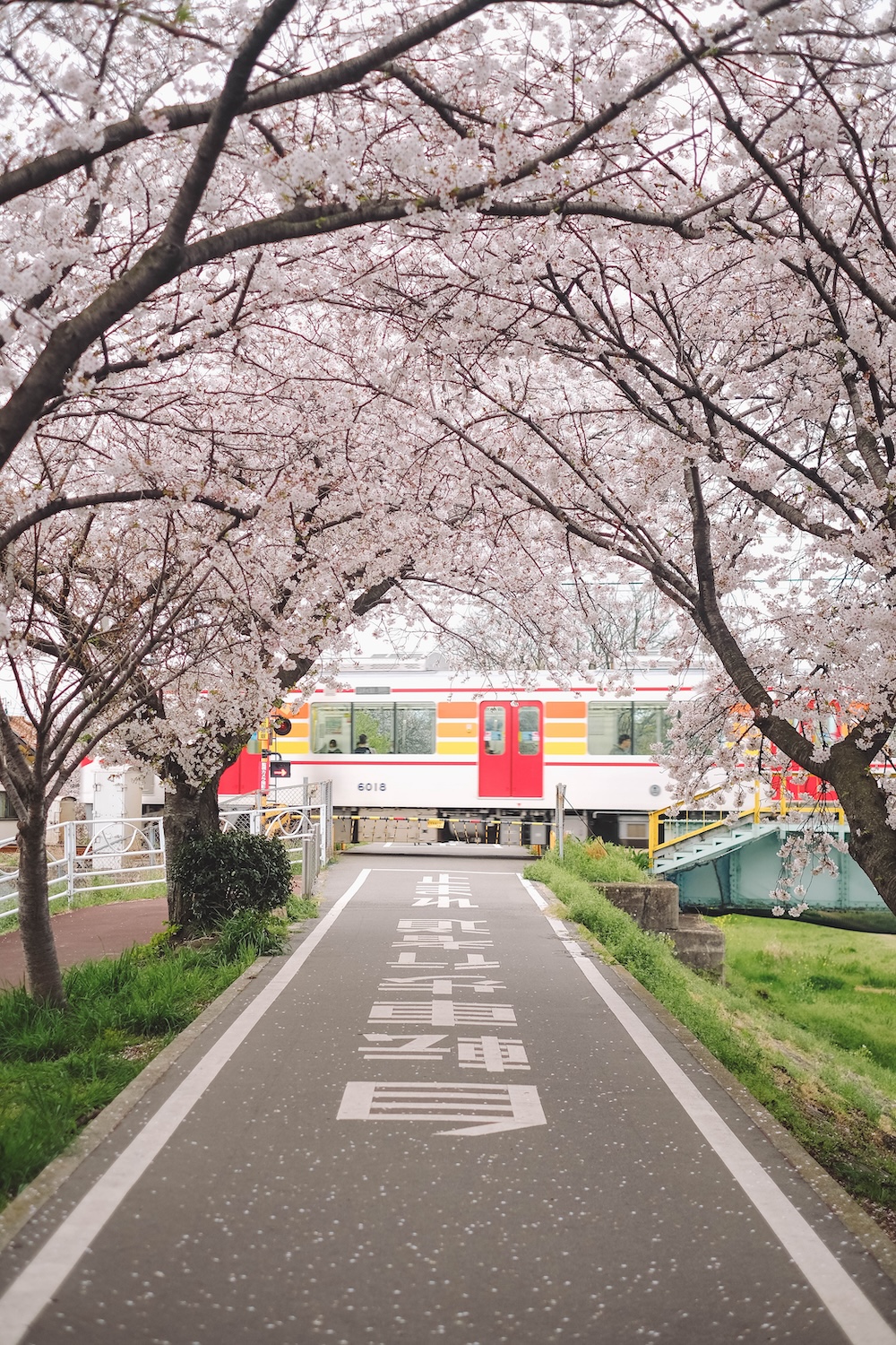 姬路 夢前川 櫻花1
