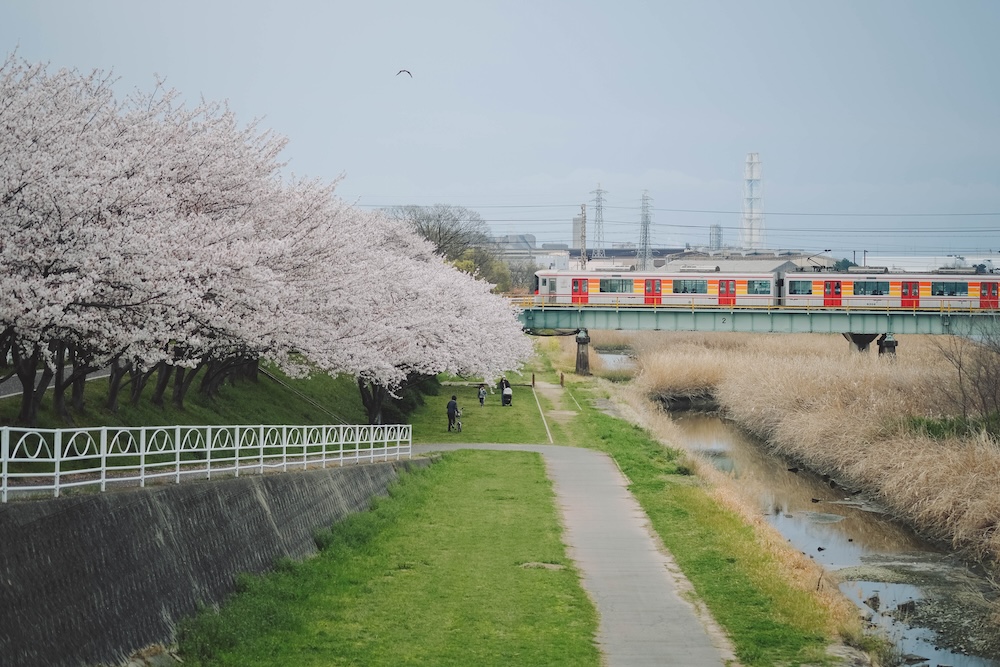 姬路 夢前川 櫻花