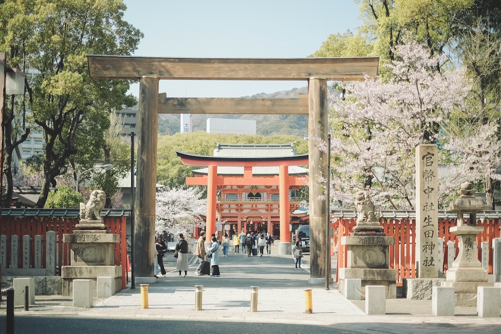 生田神社櫻花