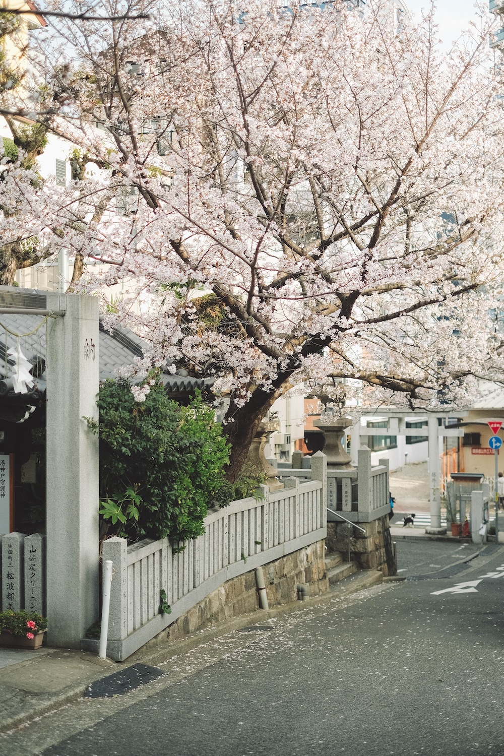 神戶 一宮神社 櫻花
