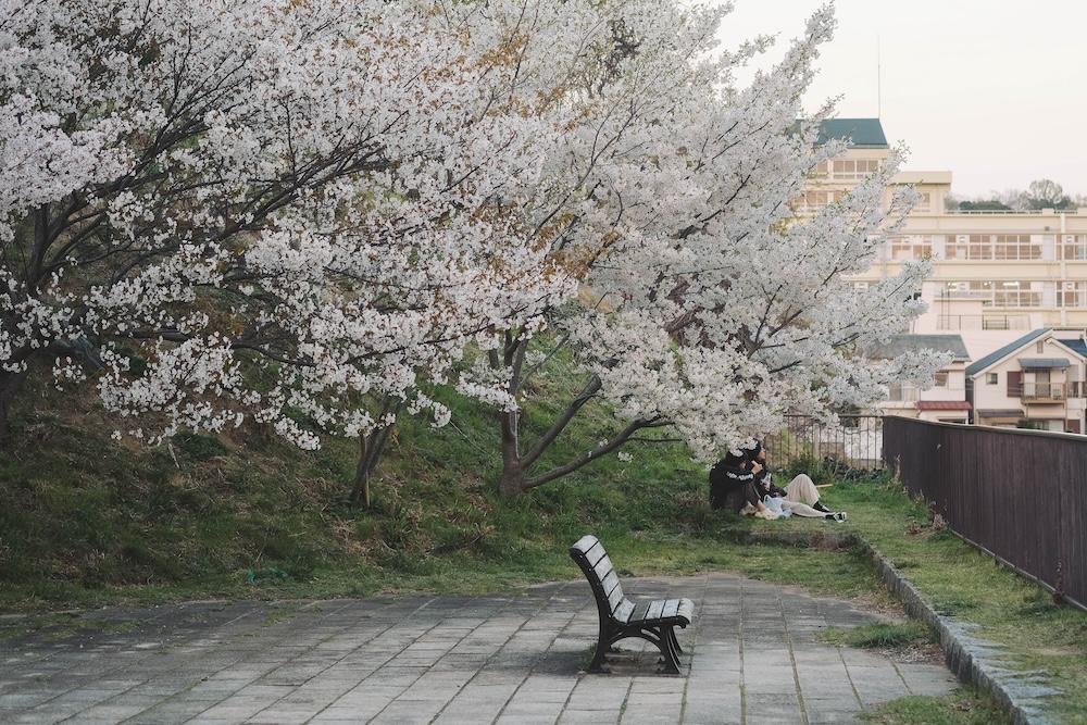 神戶 灘丸山公園 櫻花1