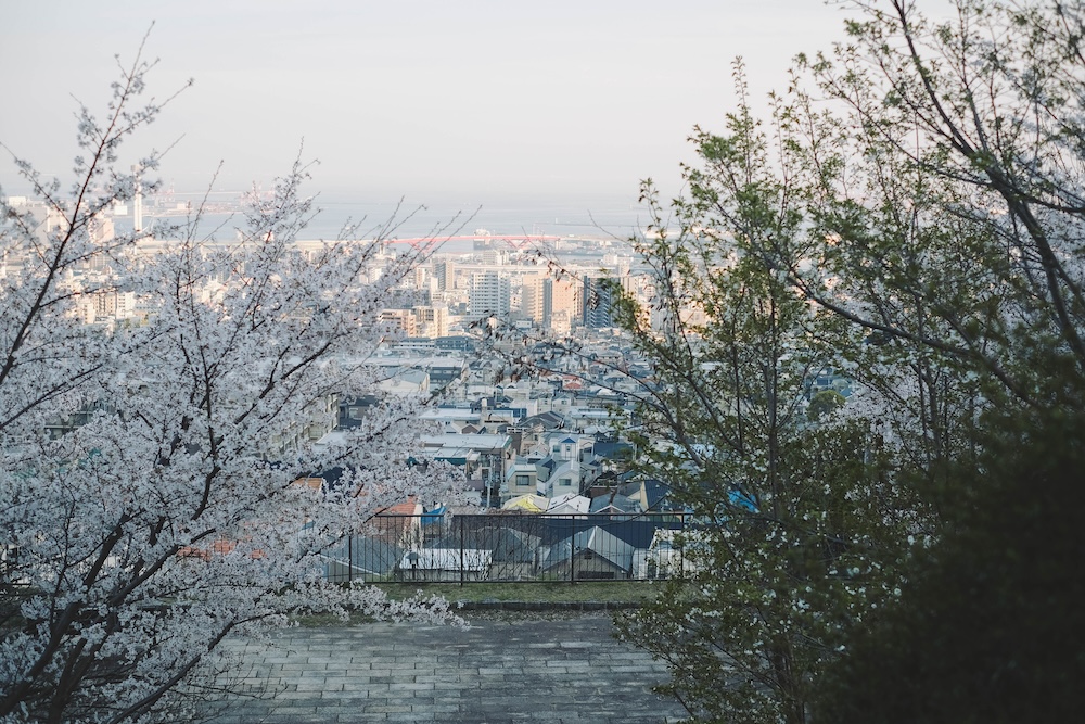 神戶 灘丸山公園 櫻花4