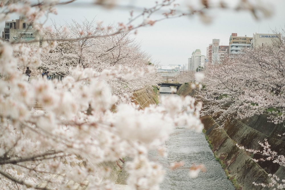 神戶 生田川 櫻花3