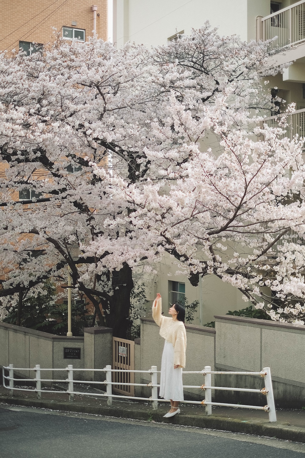 神戶 異人館周邊 櫻花1