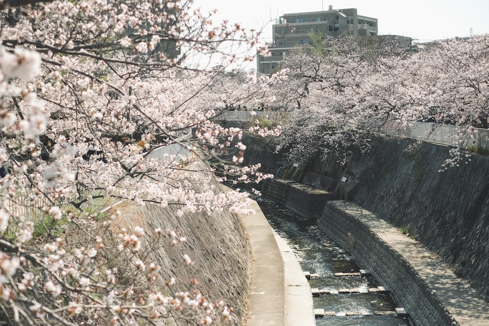 神戶櫻花景點推薦 妙法寺川1