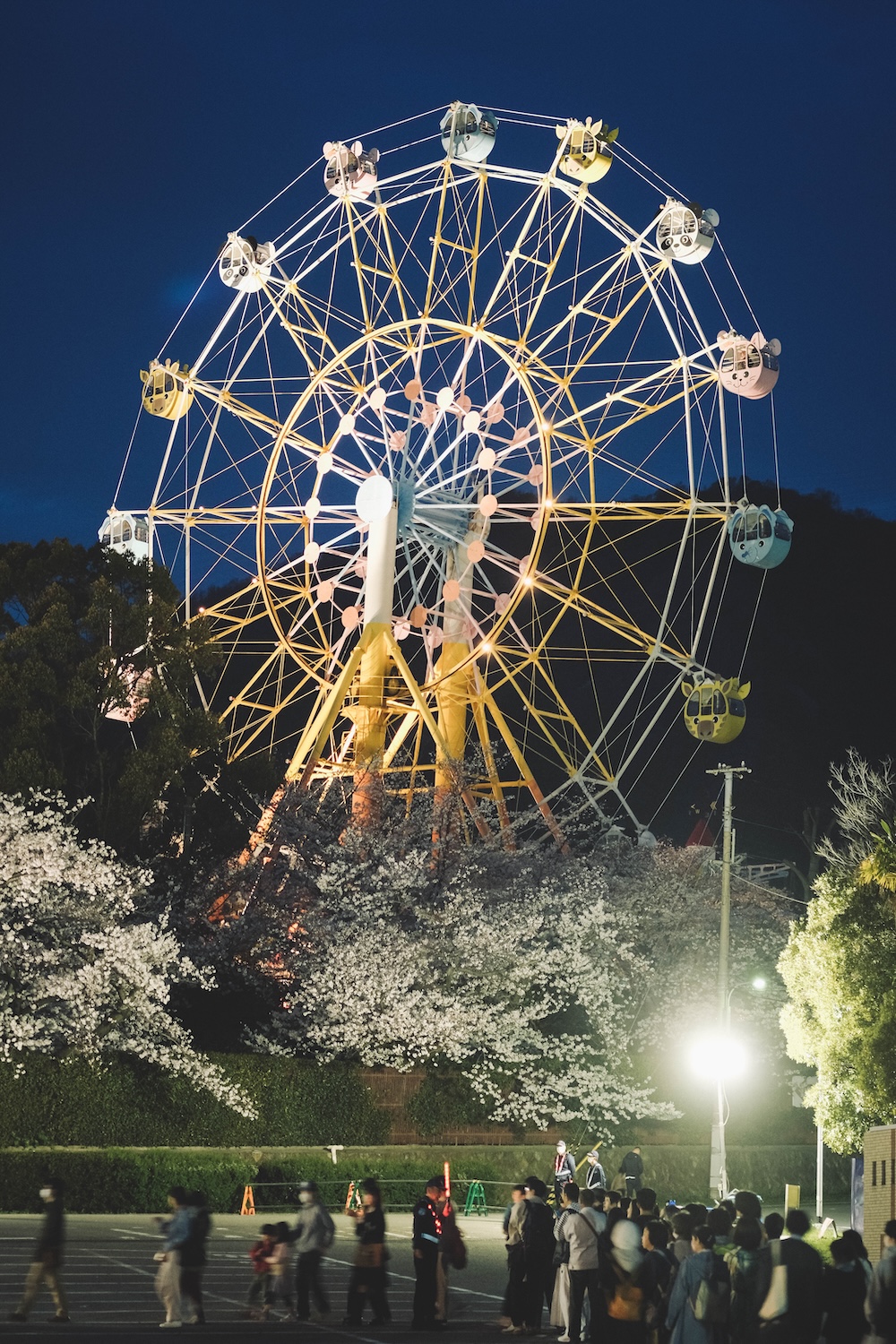 神戶王子公園 夜櫻1