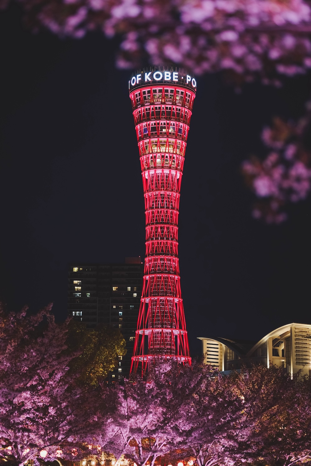 美利堅公園 夜櫻