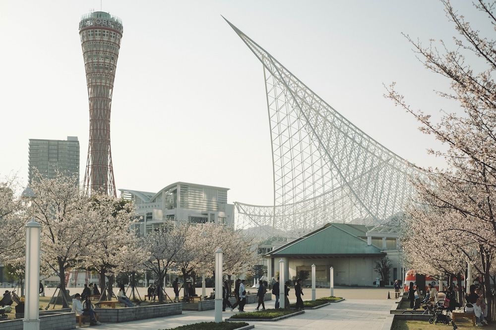 美利堅公園 櫻花