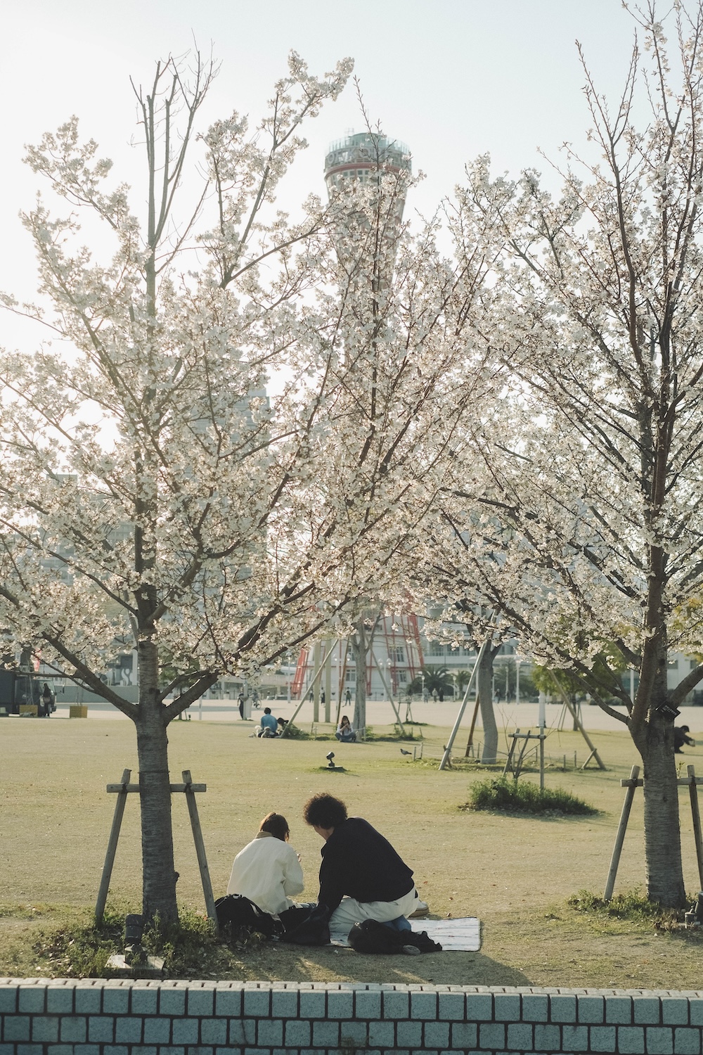 美利堅公園 櫻花2