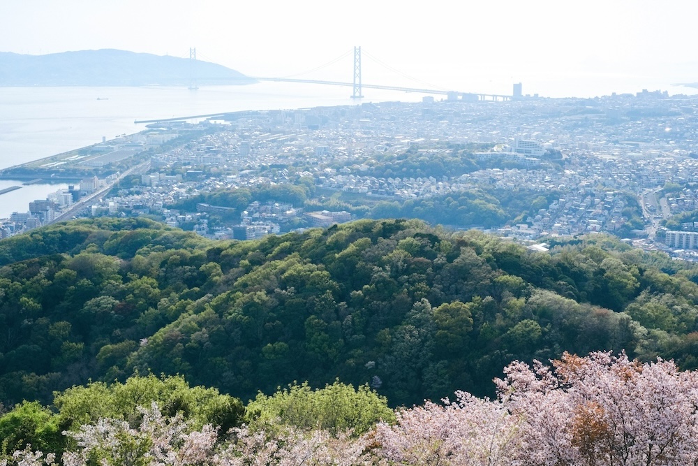 神戶須磨浦山上遊園｜春季櫻花林、復古旋轉喫茶店、黃昏下踩單軌腳踏車，眺望明石海峽大橋