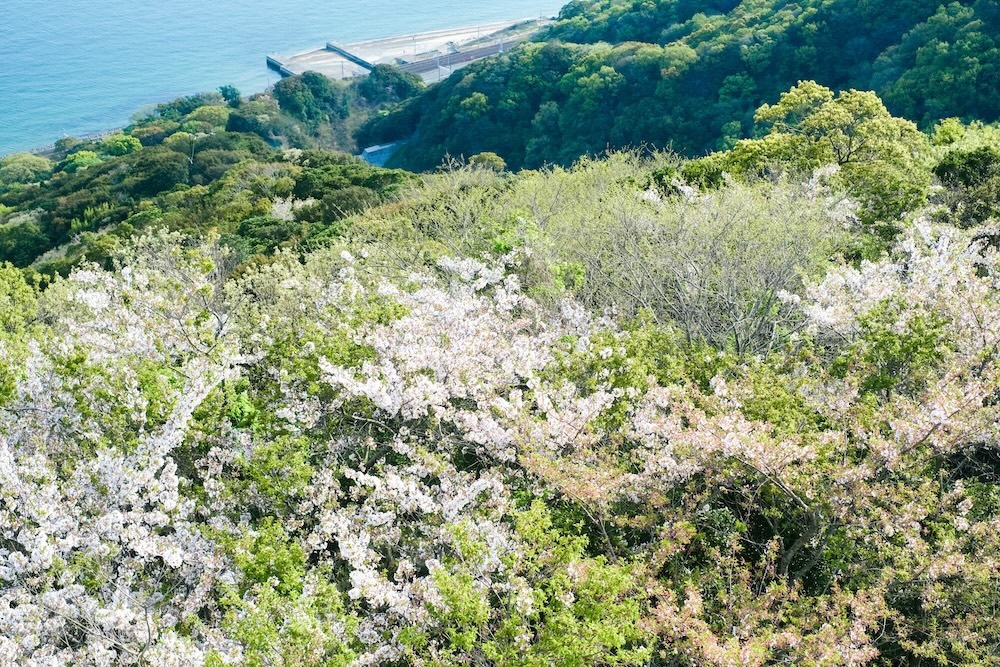 神戶須磨浦山上遊園｜春季櫻花林、復古旋轉喫茶店、黃昏下踩單軌腳踏車，眺望明石海峽大橋