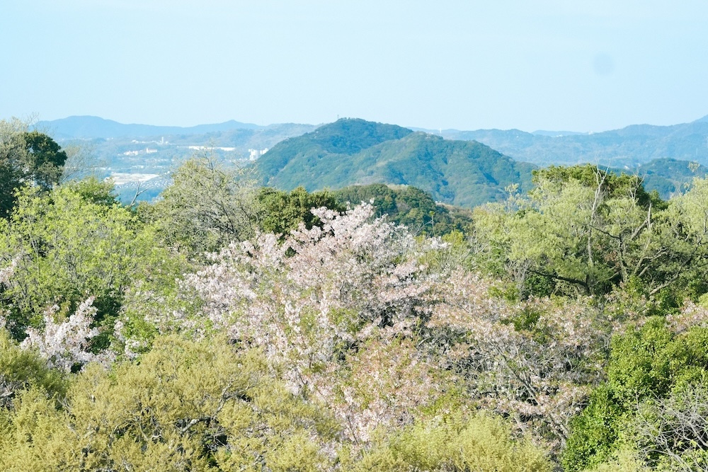 神戶須磨浦山上遊園 櫻花25