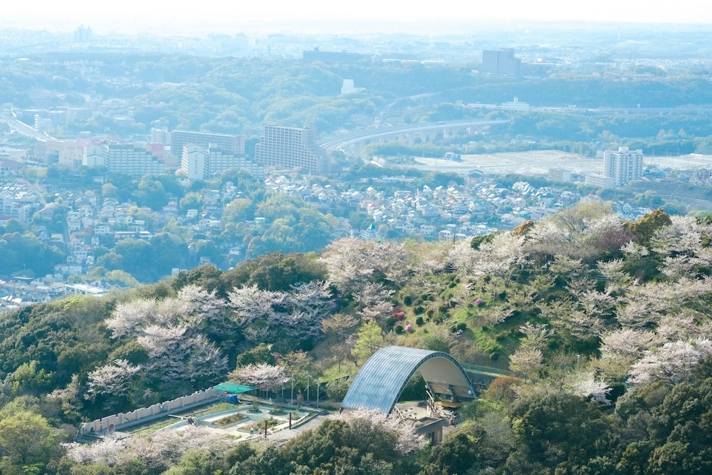 神戶須磨浦山上遊園 櫻花27