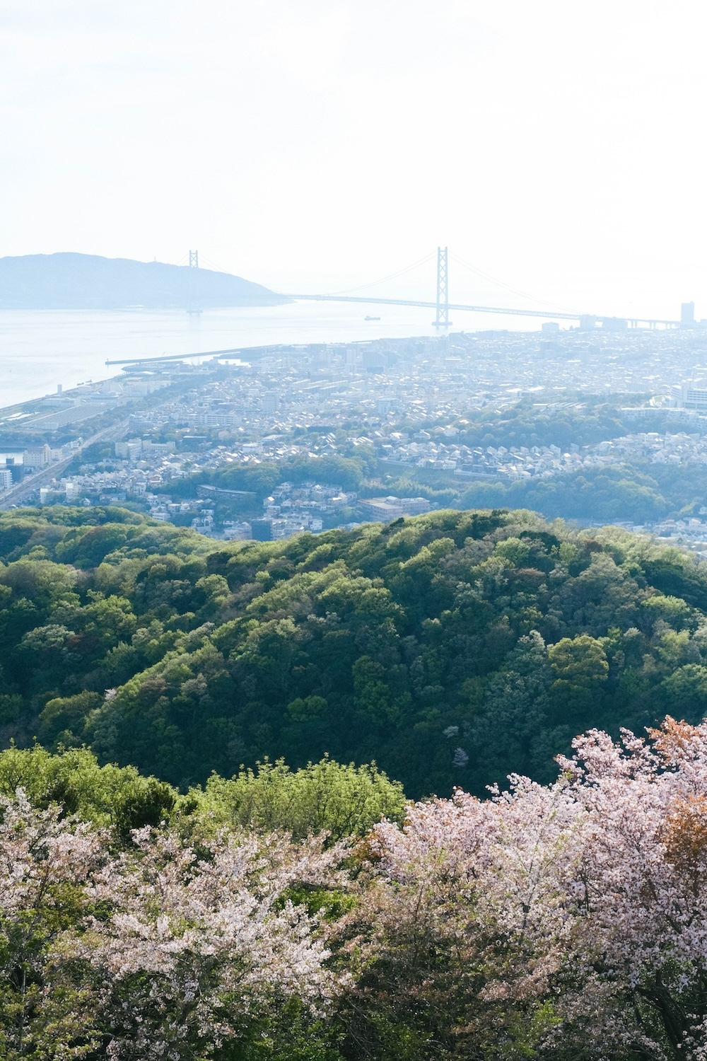 神戶須磨浦山上遊園 櫻花31