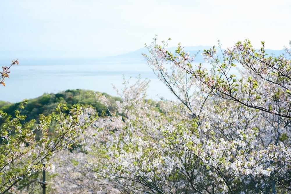 神戶須磨浦山上遊園 櫻花34