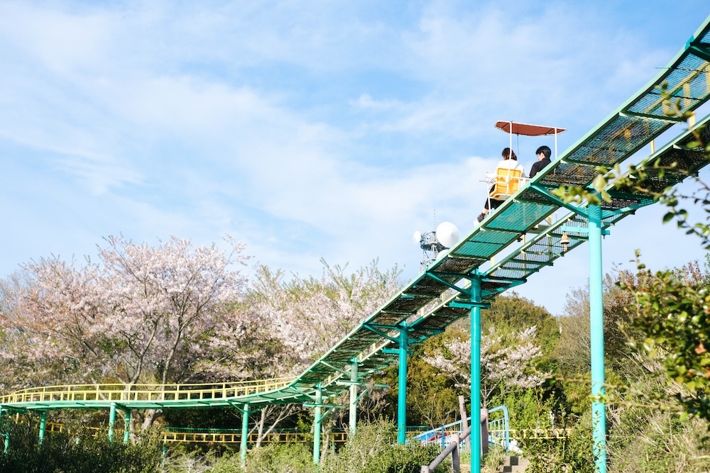 神戶須磨浦山上遊園 櫻花37