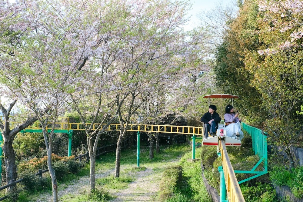 神戶須磨浦山上遊園 櫻花52