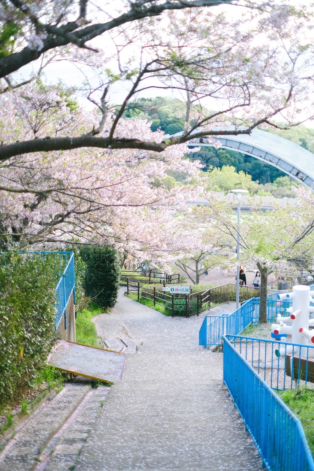 神戶須磨浦山上遊園 櫻花59