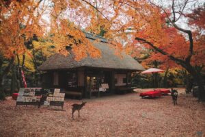 奈良 水谷茶屋