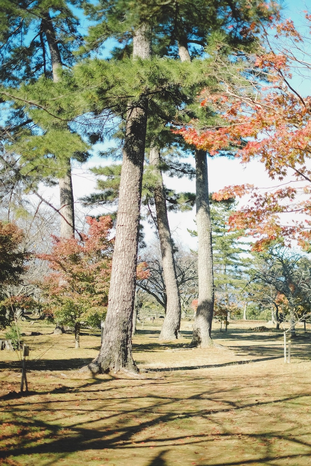 吉崎御坊跡（吉崎東別院）103