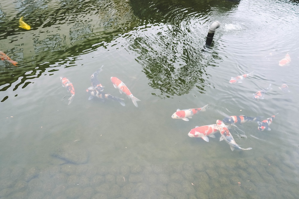 福井 蘆原溫泉旅館「美松」25