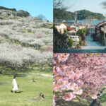 兵庫春季自駕一日遊：綾部山梅林・世界梅公園・赤穗河津櫻並木・坂越散策・姬路梅並木道