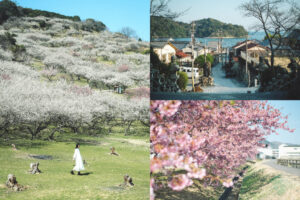 兵庫春季自駕一日遊：綾部山梅林・世界梅公園・赤穗河津櫻並木・坂越散策・姬路梅並木道