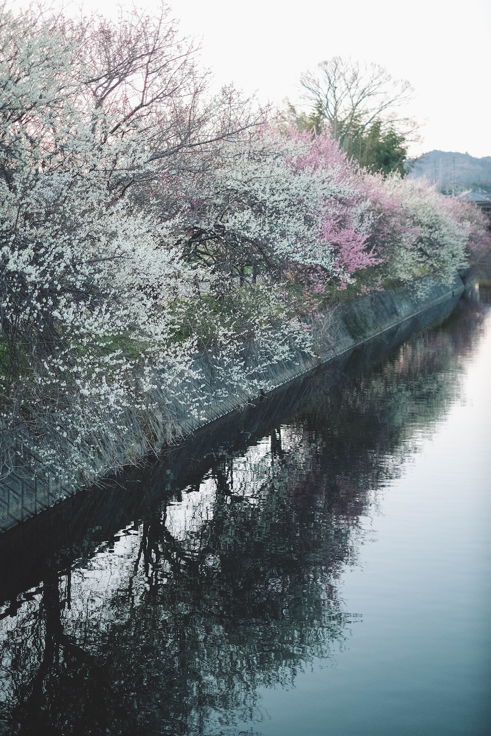 兵庫春季自駕一日遊：綾部山梅林・世界梅公園・赤穗河津櫻並木・坂越散策・姬路梅並木道113