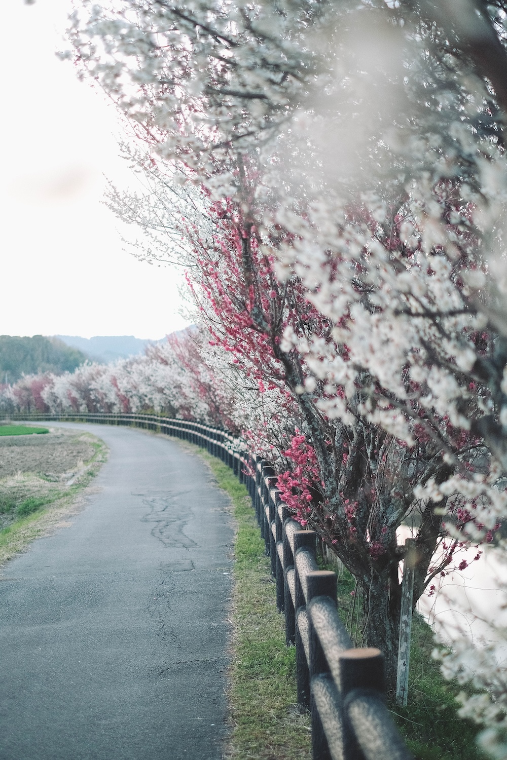 兵庫春季自駕一日遊：綾部山梅林・世界梅公園・赤穗河津櫻並木・坂越散策・姬路梅並木道125