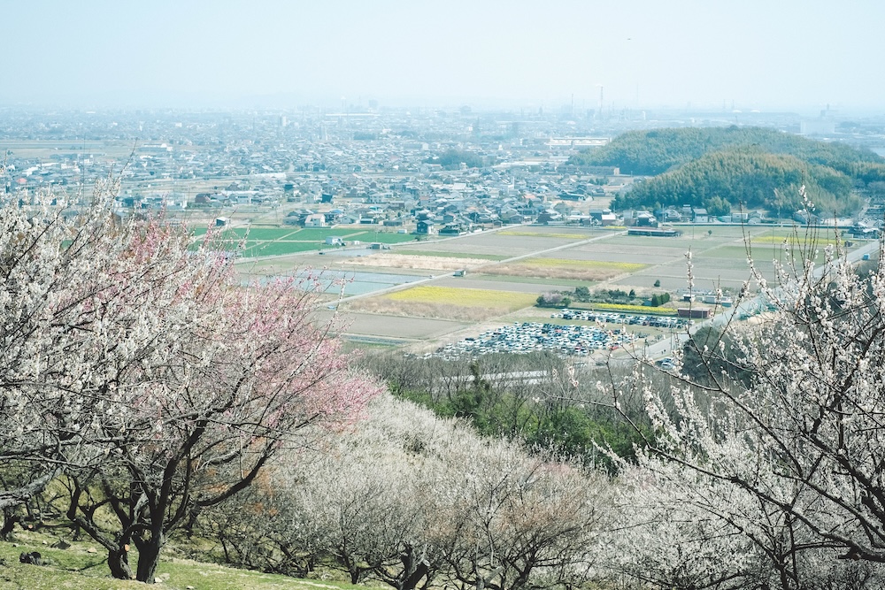 兵庫春季自駕一日遊：綾部山梅林・世界梅公園・赤穗河津櫻並木・坂越散策・姬路梅並木道26