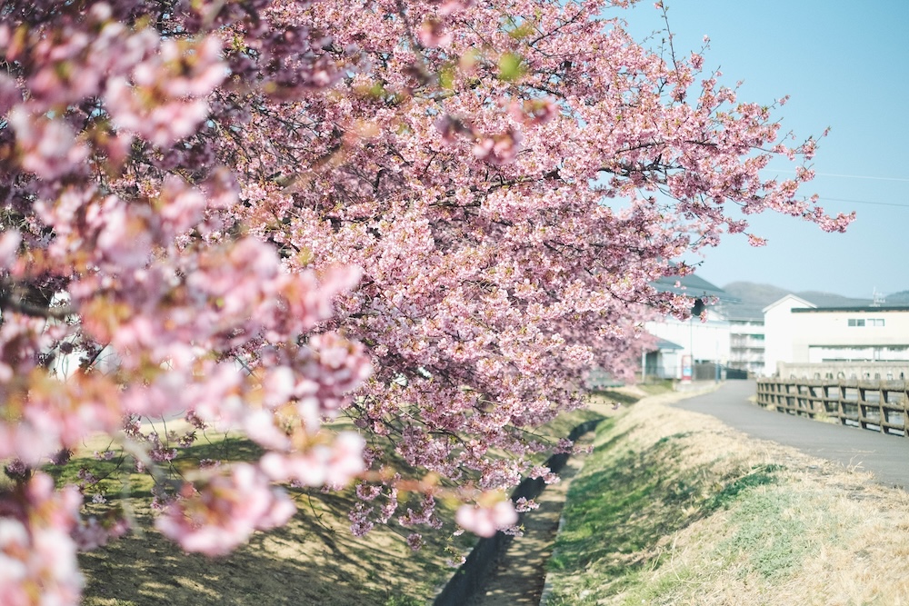 兵庫春季自駕一日遊：綾部山梅林・世界梅公園・赤穗河津櫻並木・坂越散策・姬路梅並木道83