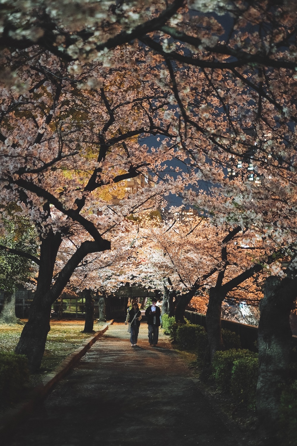 大阪北區一日賞櫻路線：大阪城・櫻之宮・天滿橋・北濱「spectaclekitahama 」・造幣局夜櫻19