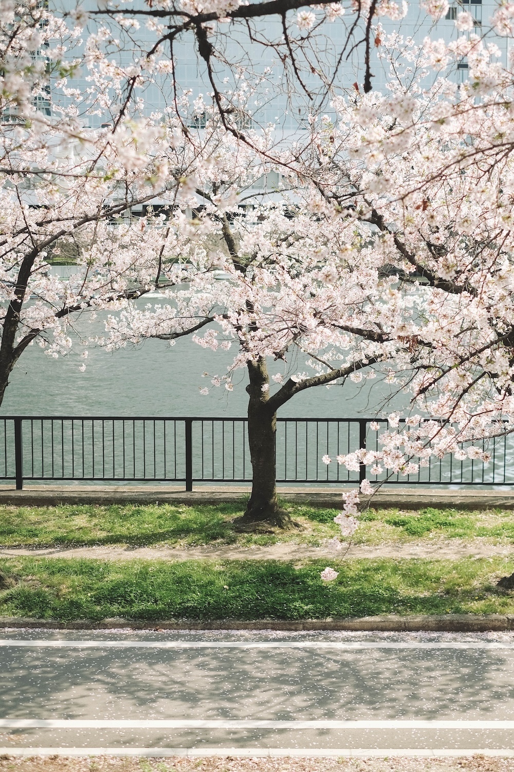 大阪北區一日賞櫻路線：大阪城・櫻之宮・天滿橋・北濱「spectaclekitahama 」・造幣局夜櫻4