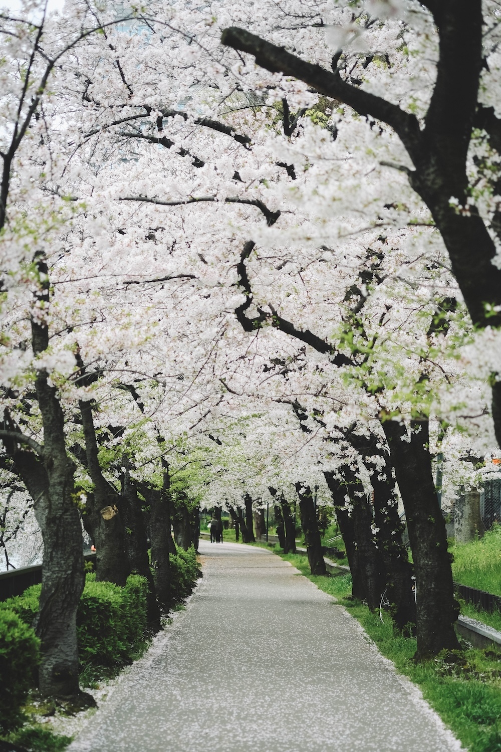 大阪北區一日賞櫻路線：大阪城・櫻之宮・天滿橋・北濱「spectaclekitahama 」・造幣局夜櫻41