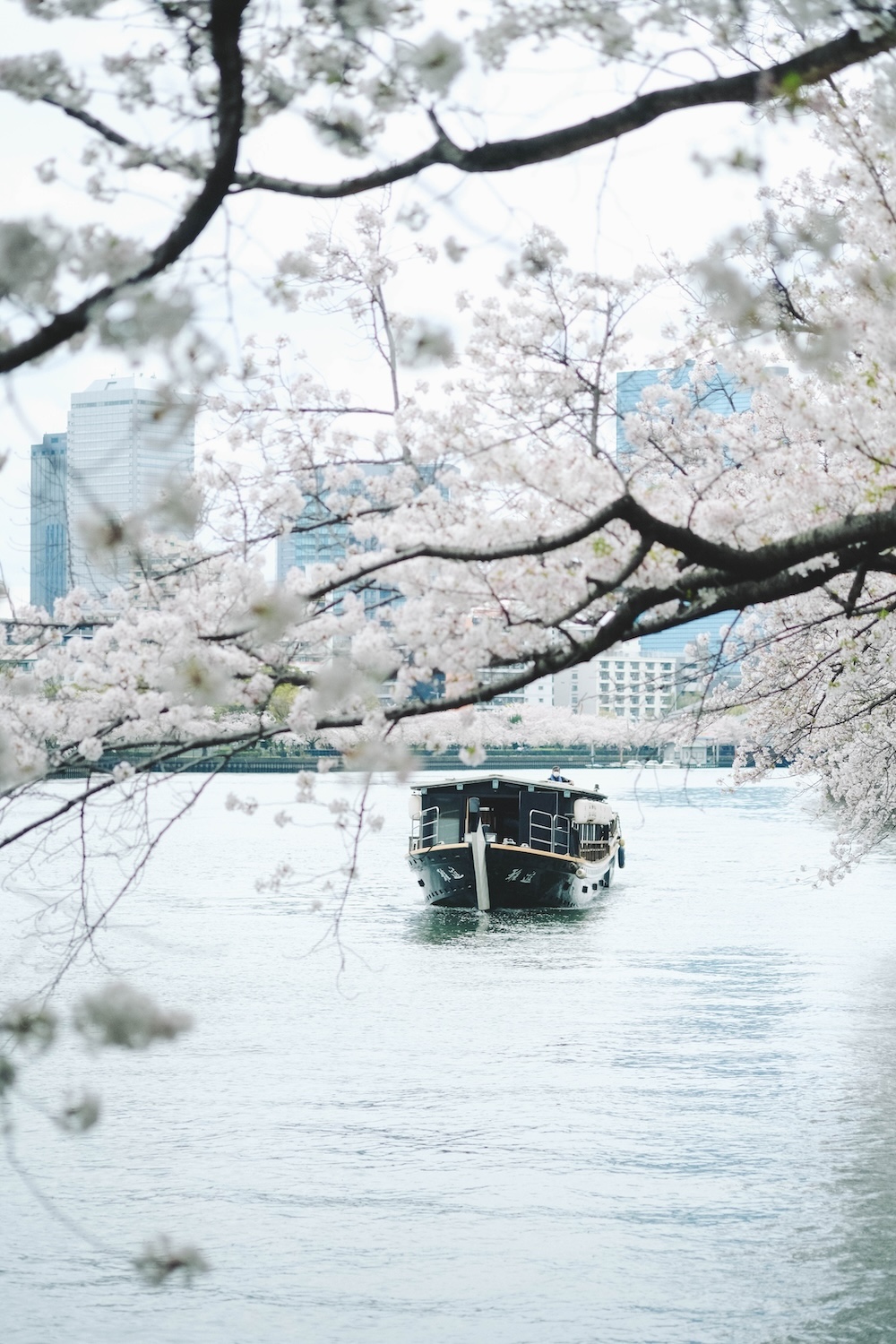 大阪北區一日賞櫻路線：大阪城・櫻之宮・天滿橋・北濱「spectaclekitahama 」・造幣局夜櫻48