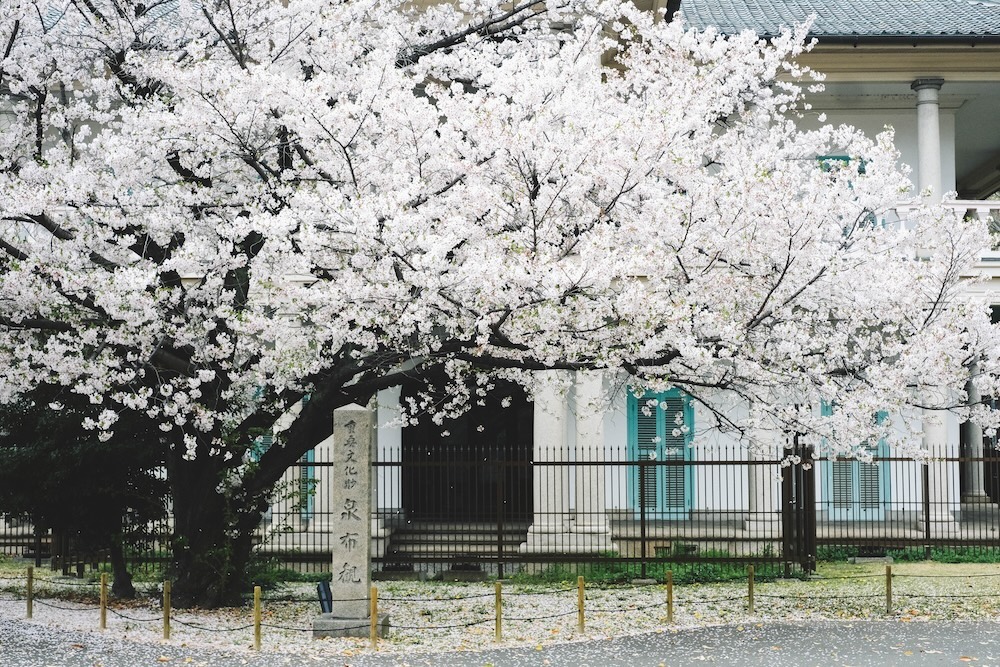 櫻之宮公園 櫻花