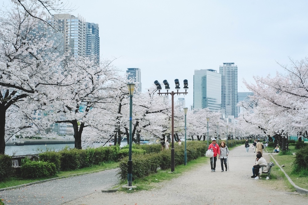 大阪北區一日賞櫻路線：大阪城・櫻之宮・天滿橋・北濱「spectaclekitahama 」・造幣局夜櫻72