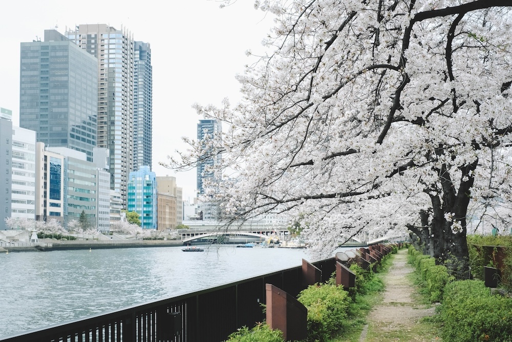 大阪北區一日賞櫻路線：大阪城・櫻之宮・天滿橋・北濱「spectaclekitahama 」・造幣局夜櫻73