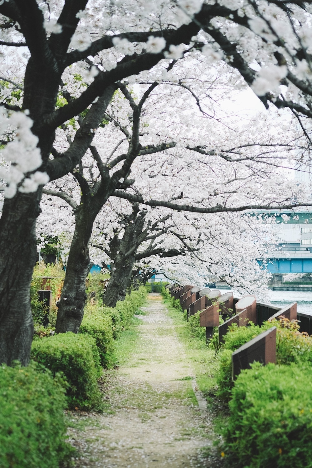 大阪北區一日賞櫻路線：大阪城・櫻之宮・天滿橋・北濱「spectaclekitahama 」・造幣局夜櫻76