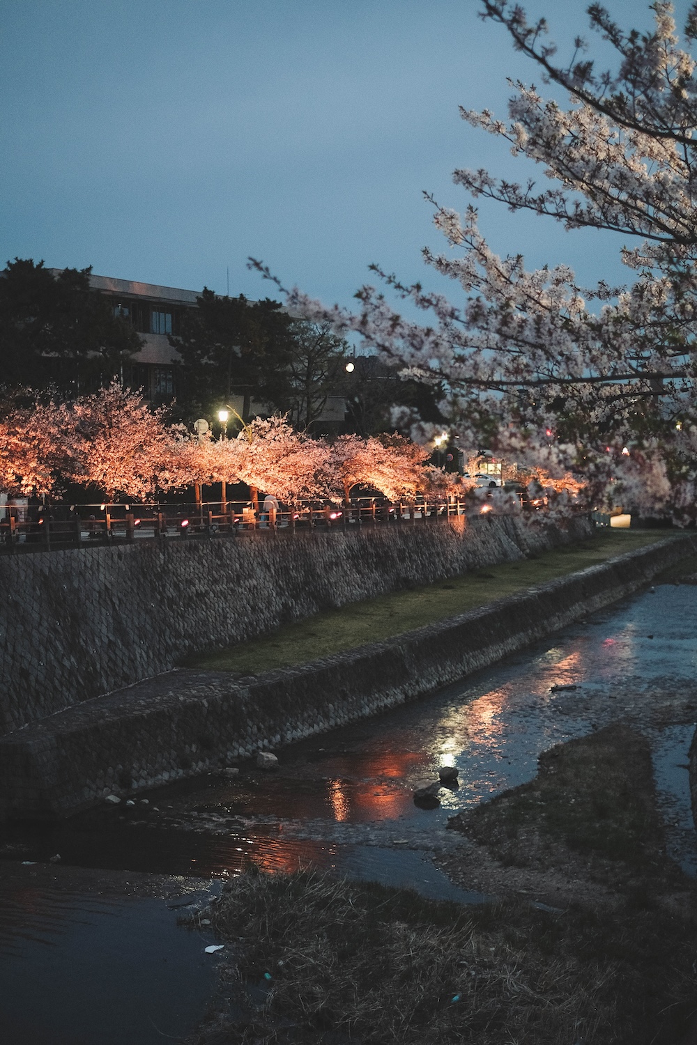 蘆屋川 櫻花 夜櫻2