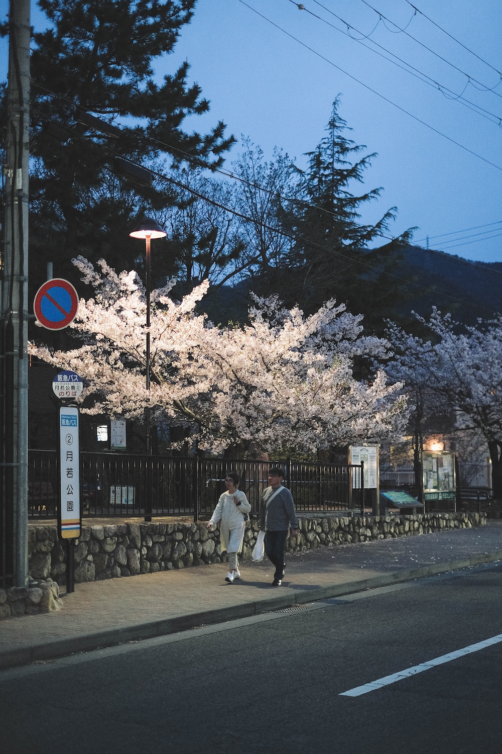 蘆屋川 櫻花 夜櫻3