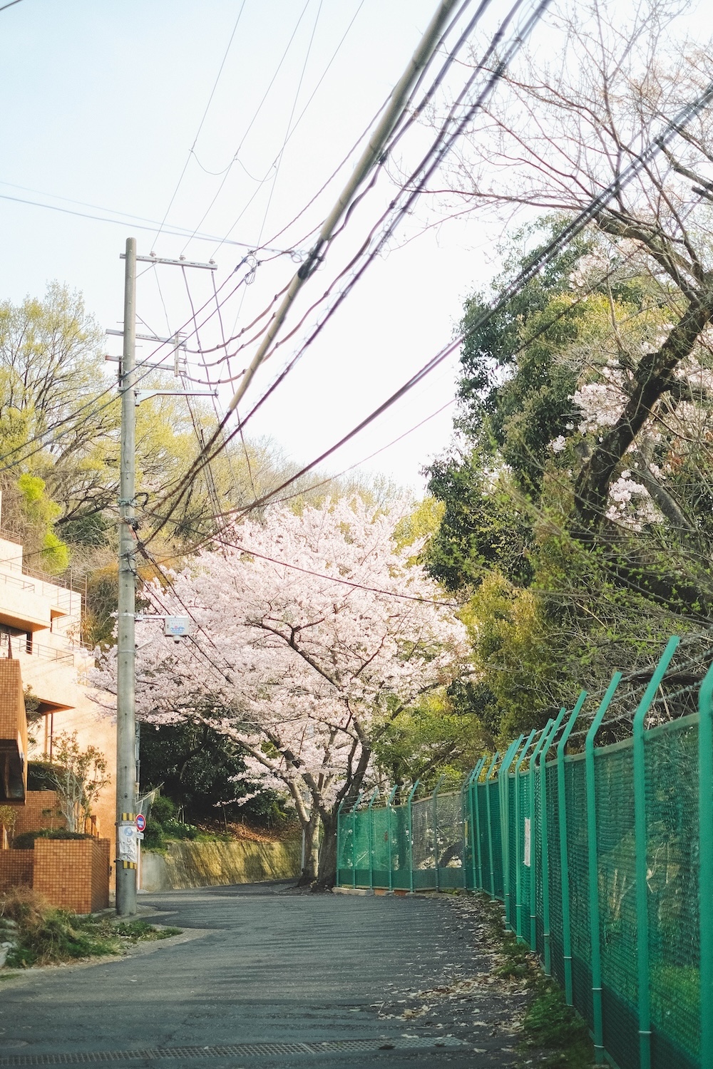 保久良神社 櫻花1