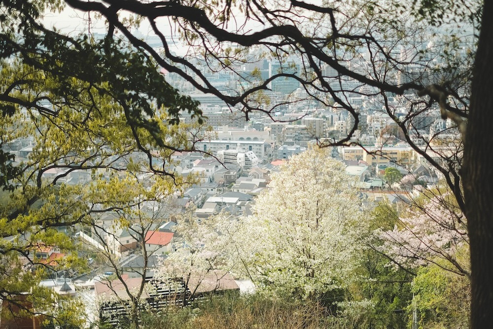 保久良神社 櫻花10