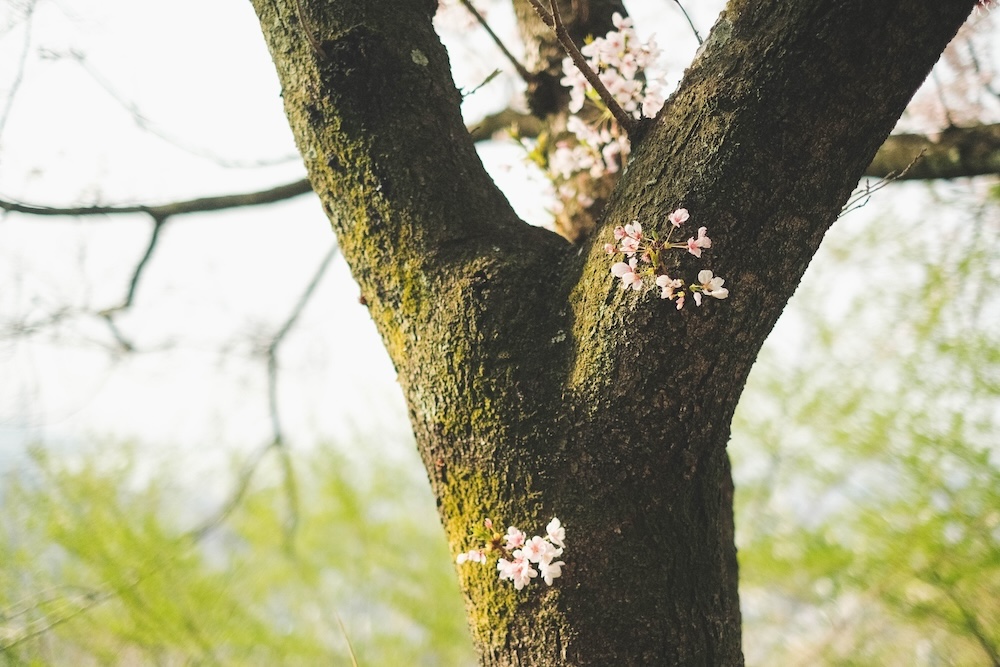保久良神社 櫻花14