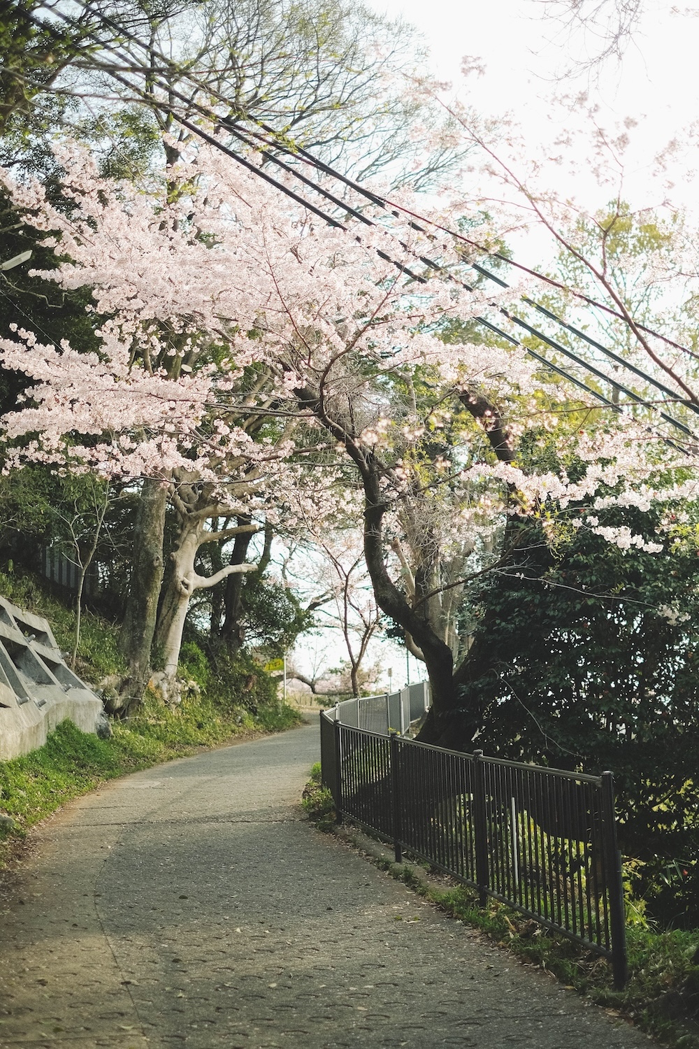 保久良神社 櫻花17