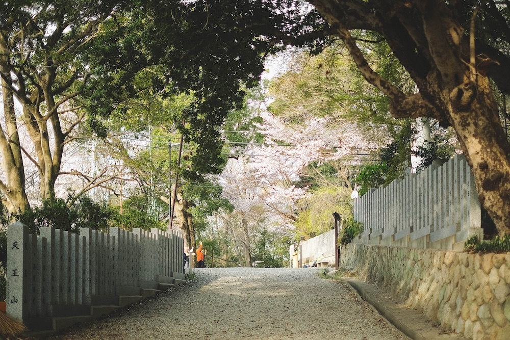 保久良神社 櫻花18